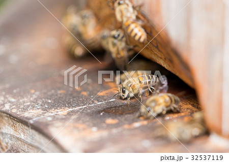 二ホンミツバチ 丸太巣箱入口 扇風行動 二ホンミツバチ 丸太巣箱入口 扇風行動 32537119