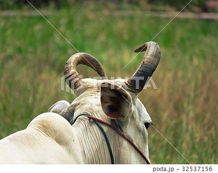 White cow in pasture/beautiful curved horn White cow in pasture/beautiful curved horn 32537156