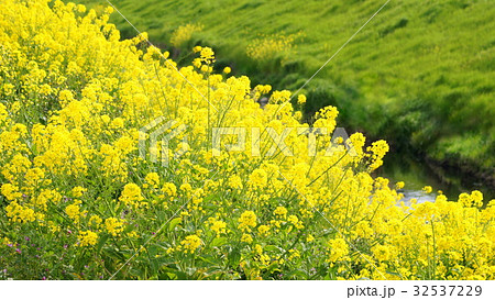 16：9　川沿いに咲く菜の花 32537229