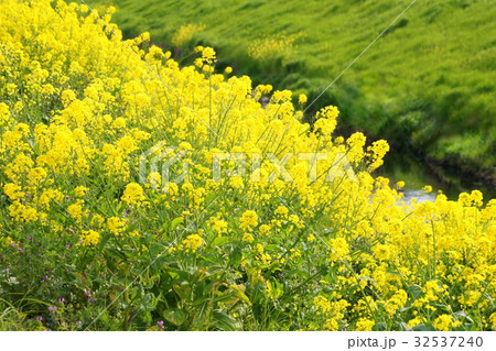 川沿いに咲く菜の花 32537240