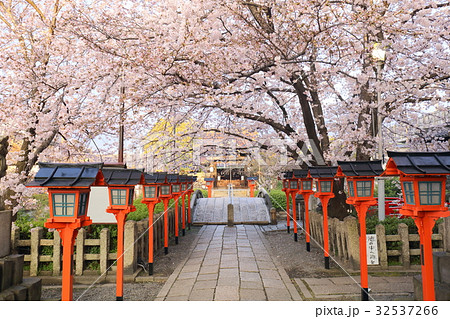 京都　春の六孫王神社 32537266