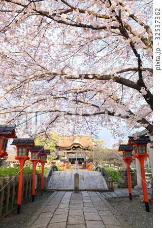 京都　春の六孫王神社 32537362