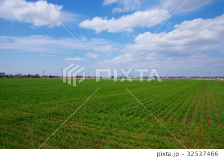 麦畑 32537466