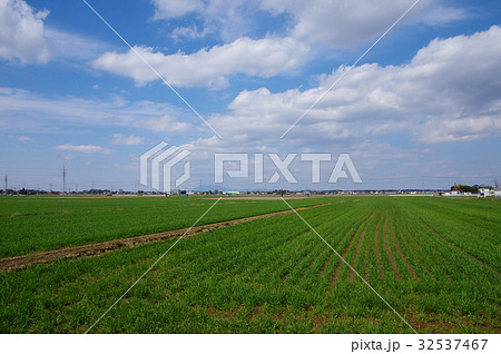 麦畑 32537467