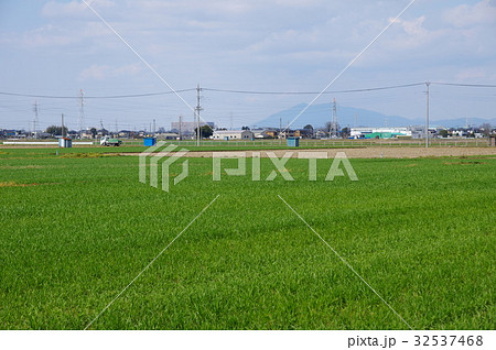 麦畑 麦畑 32537468