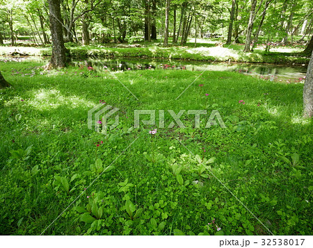 日光市　千手ケ浜　クリンソウ　2017年6月9日撮影 32538017