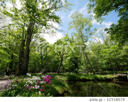 日光市　千手ケ浜　クリンソウ　2017年6月9日撮影 32538079