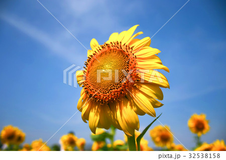 sunflower with cloudy and sky sunflower with cloudy and sky 32538158
