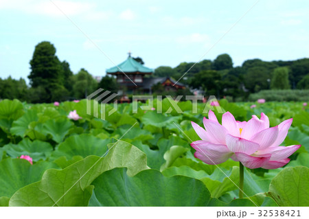 不忍池の蓮の花と不忍池弁天堂 32538421