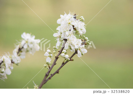 Whit Plum flower with green background Whit Plum flower with green background 32538620
