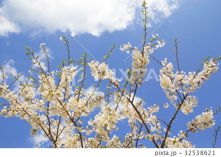 Beautiful white sakura flowers and the sky Beautiful white sakura flowers and the sky 32538621