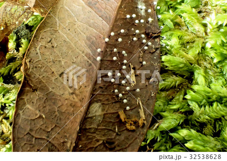 奇妙な生き物 粘菌 奇妙な生き物 粘菌 32538628