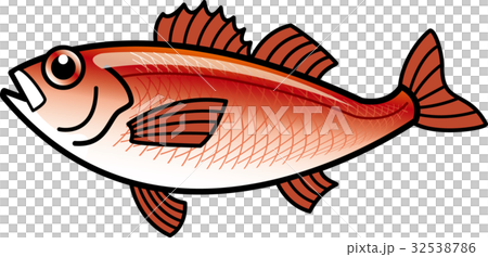 アカムツ ノドグロ のイラスト素材