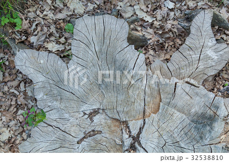stump of oak stump of oak 32538810
