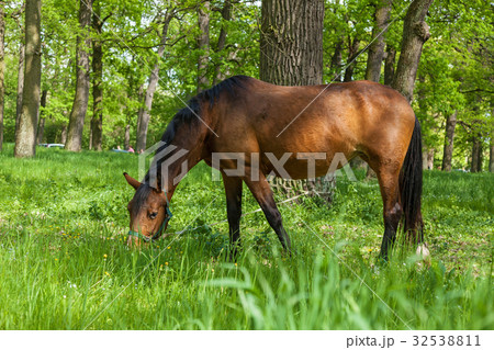 a horse eats a green grass on to the meadow a horse eats a green grass on to the meadow 32538811