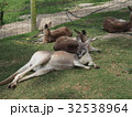 リラックスなカンガルー達 32538964