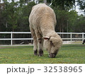 食事中のヒツジ 32538965