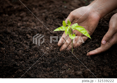 Woman hand planting young tree on black soil 32539222