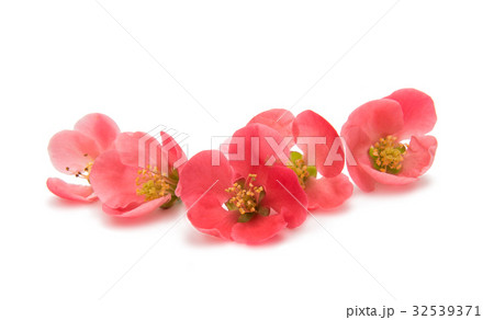 Flower chaenomeles 32539371