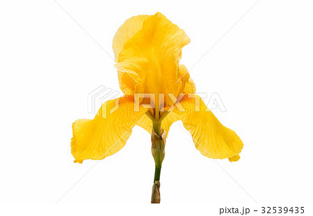 Yellow iris isolated Yellow iris isolated 32539435