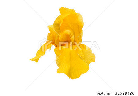 Yellow iris isolated Yellow iris isolated 32539436