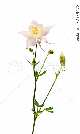 aquilegia flower isolated 32539478