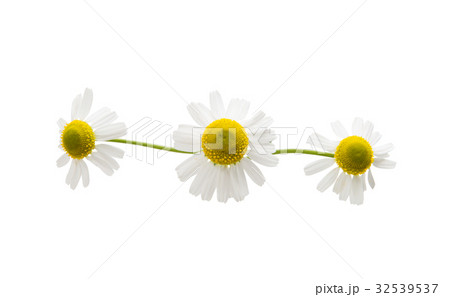 Medical daisy isolated 32539537