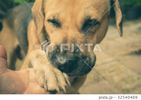 dogs shaking hand with human. 32540469