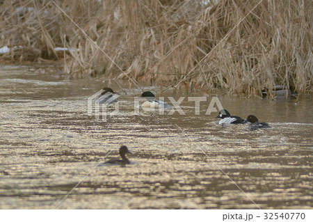 水鳥のいる風景 32540770