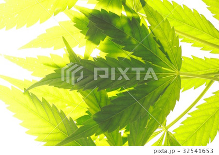 Cannabis leaf green leaves marijuana Cannabis leaf green leaves marijuana 32541653