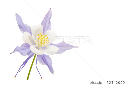 aquilegia flower isolated 32542090