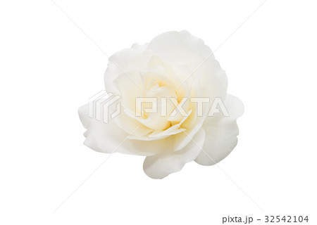 White rose isolated 32542104