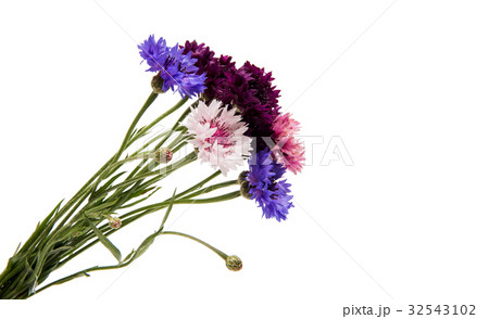 Cornflower isolated 32543102