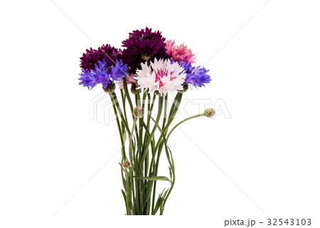 Cornflower isolated 32543103
