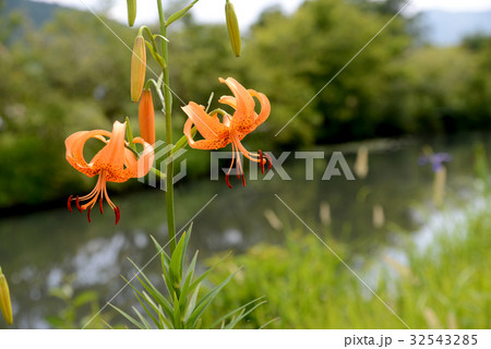 コオニユリ 32543285