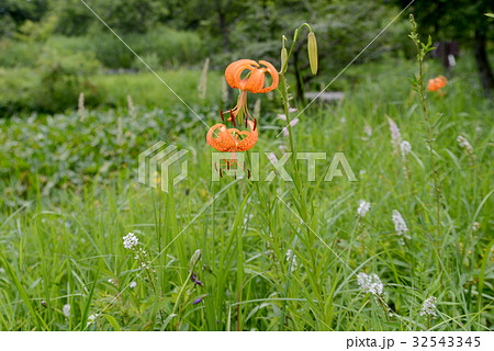 コオニユリ コオニユリ 32543345