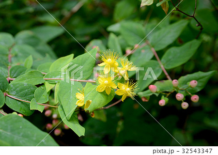 ビヨウビナギビ ビヨウビナギビ 32543347