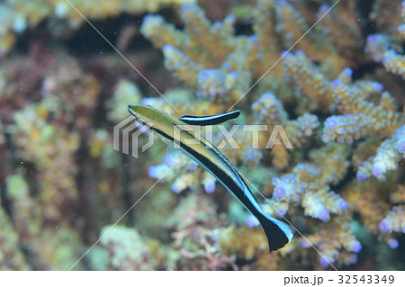 クリーニング クリーニング 32543349