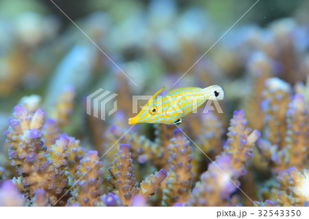 テングカワハギ テングカワハギ 32543350