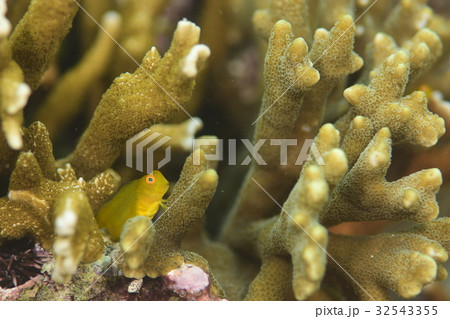 インドカエルウオの幼魚 32543355