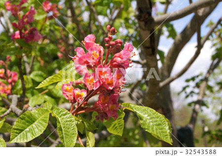 ベニバナトチノキ 32543588