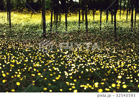 【岐阜県岐阜市】長良川河川敷のヒメボタル 32543593