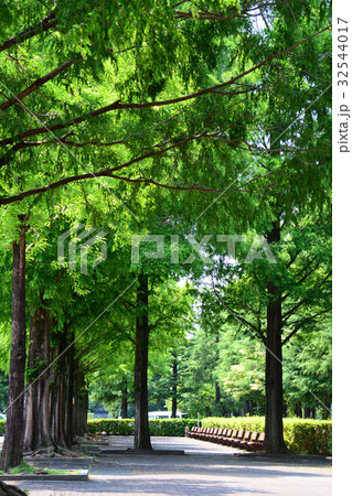朝霞市 朝霞中央公園 朝霞市 朝霞中央公園 32544017
