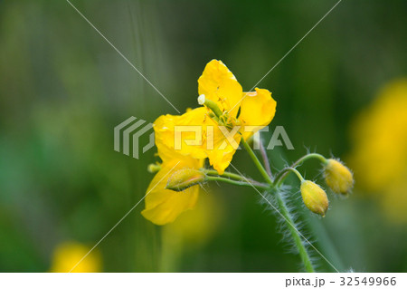 クサノオウの黄色い花 32549966