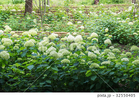 白いアジサイ 32550405