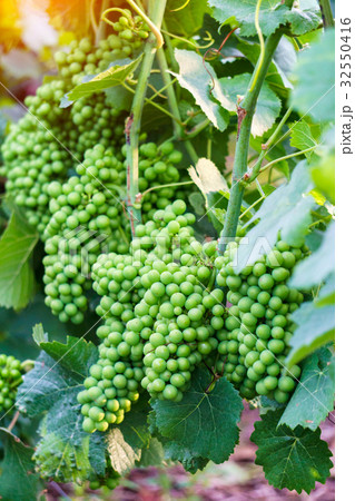Close up young green grape in champagne vineyards  32550416