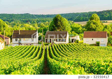 Row vine green grape in champagne vineyards Row vine green grape in champagne vineyards 32550417