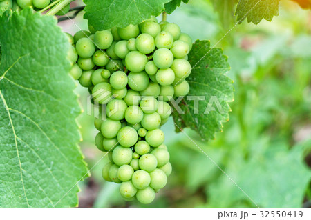 Close up young green grape in champagne vineyards Close up young green grape in champagne vineyards 32550419