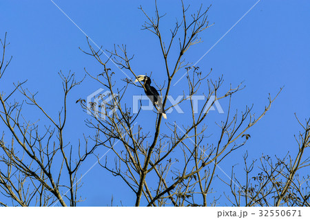 Oriental pied hornbill (Anthracoceros albirostris) Oriental pied hornbill (Anthracoceros albirostris) 32550671