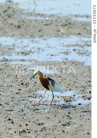 Chinese Pond Heron Ardeola bacchus. Chinese Pond Heron Ardeola bacchus. 32550672